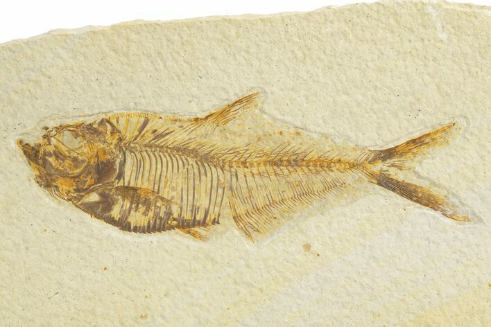Detailed Fossil Fish (Diplomystus) - Wyoming #318684